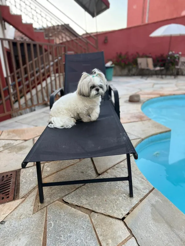 Pet na Villa Zen