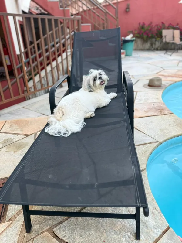 Pet na Villa Zen