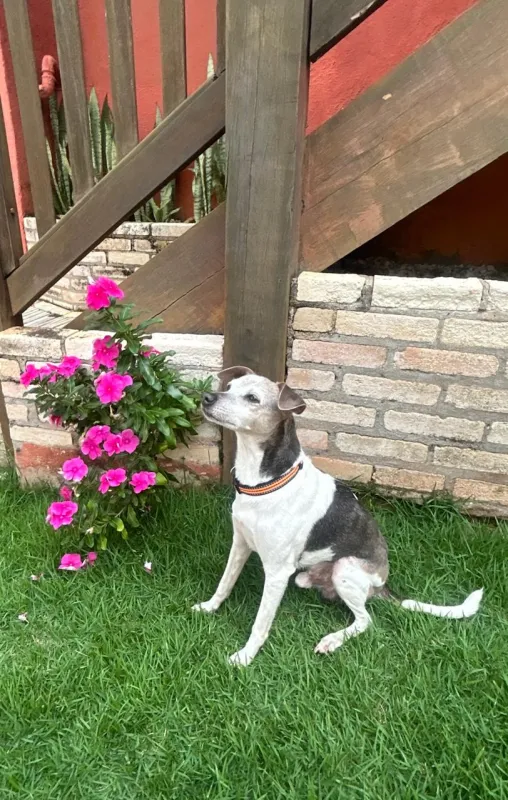 Pet na Villa Zen