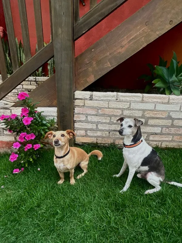Pet na Villa Zen